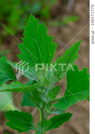 Chenopodium album, edible plant, common names include lamb's quarters, melde, goosefoot, white goosefoot, wild spinach, bathua and fat-hen 106571778