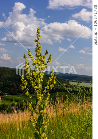 Verbascum densiflorum the well-known dense-flowered mullein 106571788