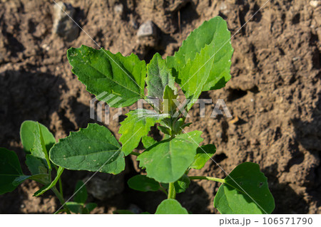 Chenopodium album, edible plant, common names include lamb's quarters, melde, goosefoot, white goosefoot, wild spinach, bathua and fat-hen Chenopodium album, edible plant, common names include lamb's quarters, melde, goosefoot, white goosefoot, wild spinach, bathua and fat-hen 106571790