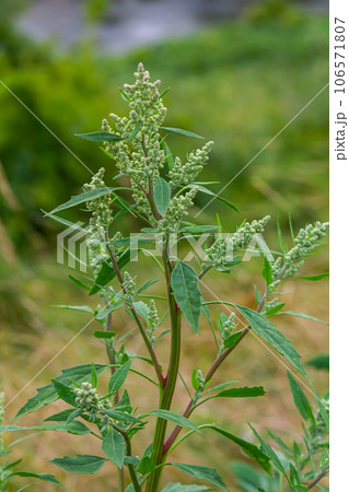 Chenopodium album, edible plant, common names include lamb's quarters, melde, goosefoot, white goosefoot, wild spinach, bathua and fat-hen 106571807