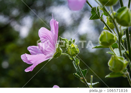 Flower close-up of Malva alcea greater musk, cut leaved, vervain or hollyhock mallow, on soft blurry green grass background 106571816