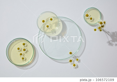 On white background, petri dishes of liquid in many size are arranged. Modern minimal showcase scene for cosmetic products promotion of Chamomilla (Matricaria chamomilla) extract 106572109