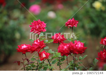 荒尾市 おもやい市民花壇 バラの花、 荒尾市 おもやい市民花壇 バラの花、 106572144