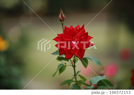 荒尾市 おもやい市民花壇 バラの花、 荒尾市 おもやい市民花壇 バラの花、 106572153