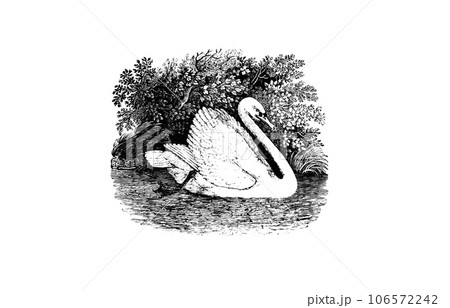 細密描写の木版画で描かれたThe swanハクチョウ 106572242