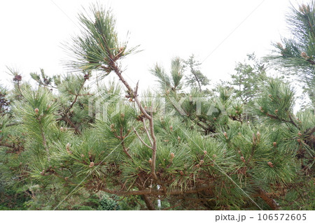 松の木（鹿児島） 106572605