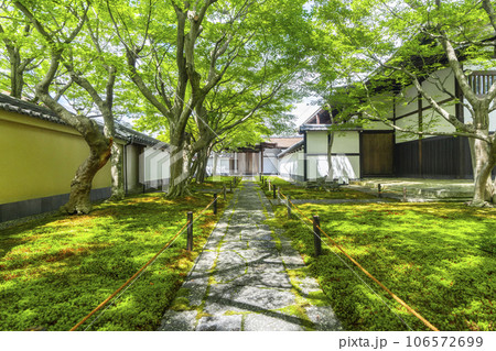 大徳寺黄梅院 苔庭 唐門・庫裡 新緑の季節 大徳寺黄梅院 苔庭 唐門・庫裡 新緑の季節 106572699