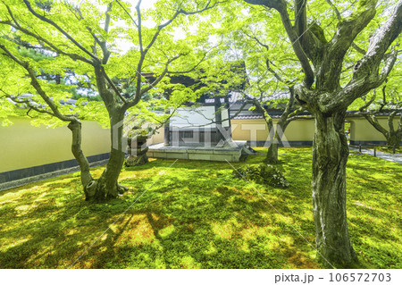 大徳寺黄梅院　苔庭　鐘楼と石灯籠　新緑の季節 106572703