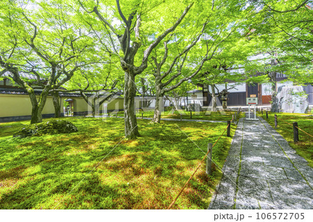 大徳寺黄梅院　入ってすぐの美しい苔庭　新緑の季節 106572705