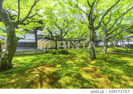 大徳寺黄梅院 入ってすぐの美しい苔庭 新緑の季節 大徳寺黄梅院 入ってすぐの美しい苔庭 新緑の季節 106572707