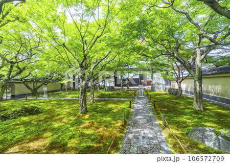 大徳寺黄梅院　入ってすぐの美しい苔庭　新緑の季節 106572709