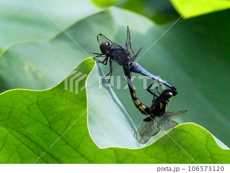 昆虫と花 昆虫と花 106573120