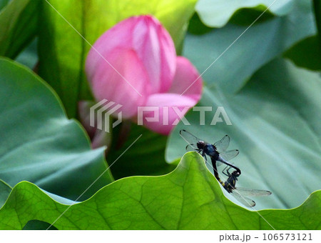 昆虫と花 106573121