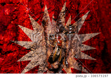 危険なチャイロスズメバチがクヌギの樹液を吸うところを周囲を爆弾柄に赤く着色したレタッチ写真 危険なチャイロスズメバチがクヌギの樹液を吸うところを周囲を爆弾柄に赤く着色したレタッチ写真 106573197