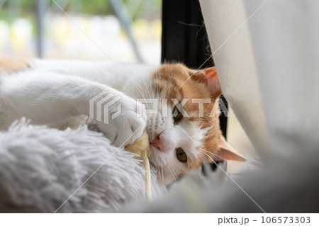 おもちゃで遊ぶ猫　茶トラ白 106573303