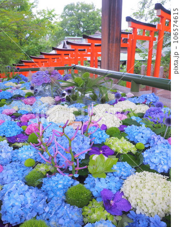 北海道の夏詣 小樽住吉神社の花手水 紫陽花 106574615