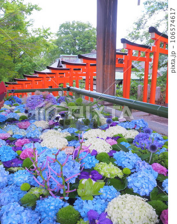 北海道の夏詣 小樽住吉神社の花手水 紫陽花 北海道の夏詣 小樽住吉神社の花手水 紫陽花 106574617
