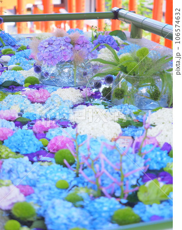 北海道の夏詣 小樽住吉神社の花手水 紫陽花 106574632