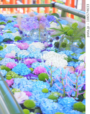 北海道の夏詣 小樽住吉神社の花手水 紫陽花 106574633
