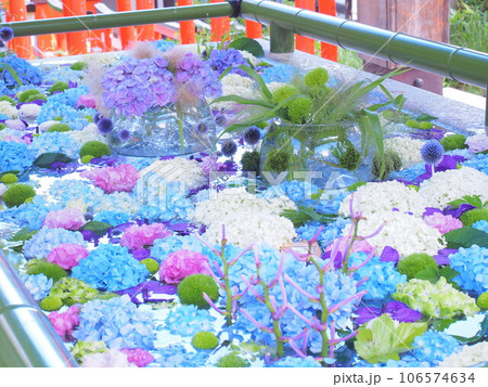 北海道の夏詣 小樽住吉神社の花手水 紫陽花 北海道の夏詣 小樽住吉神社の花手水 紫陽花 106574634