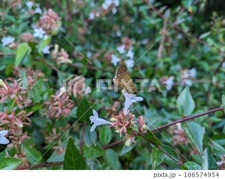 夏の庭に咲くアベリアの白い花の蜜を吸うイチモンジセセリ蝶 106574954