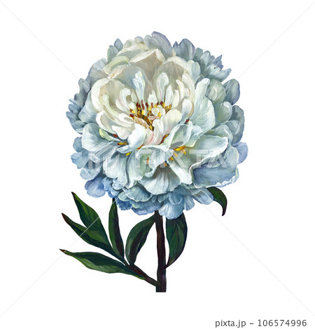White peony oil. Isolated on a white background 106574996