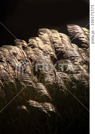 ススキの秋イメージ 106575375