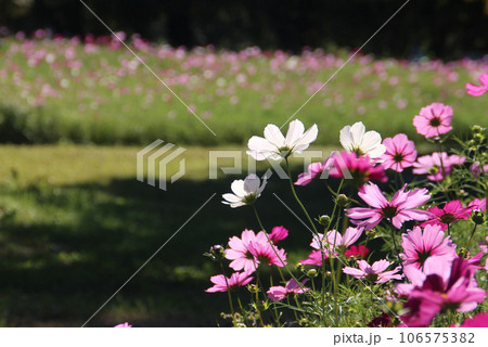 コスモス畑 106575382