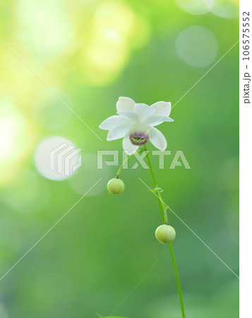 滝野すずらん丘陵公園 森の妖精 レンゲショウマ 滝野すずらん丘陵公園 森の妖精 レンゲショウマ 106575552