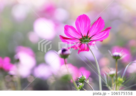 可愛いピンクのコスモスの花 106575558