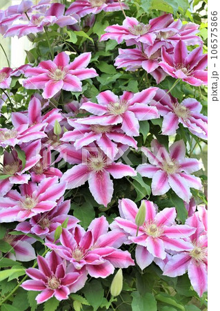 クレマチスの花 クレマチスの花 106575866