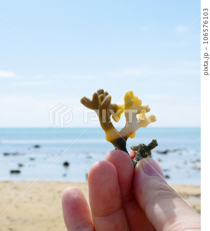 珊瑚の欠片 106576103