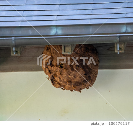 スズメ蜂の巣 スズメ蜂の巣 106576117