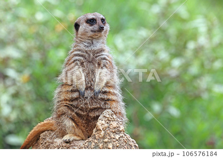 ミーアキャット ミーアキャット 106576184