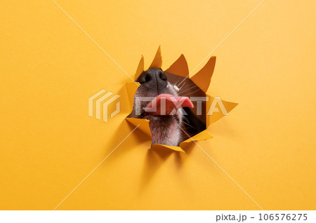 Licking dog jack russell terrier broke orange cardboard background with his nose. 106576275