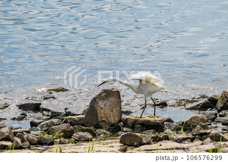 水辺のシラサギ（コサギ） 106576299