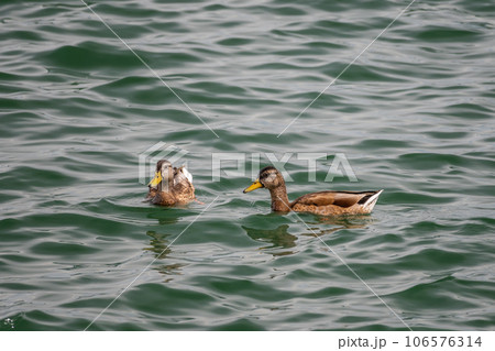 琵琶湖のマルガモ 106576314