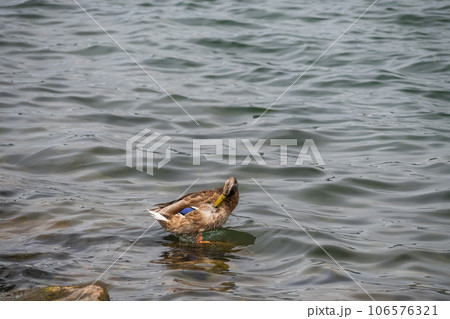 琵琶湖のマルガモ 106576321