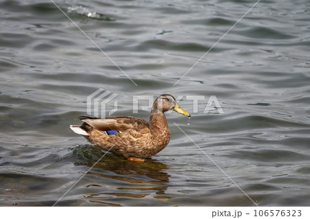 琵琶湖のマルガモ 琵琶湖のマルガモ 106576323