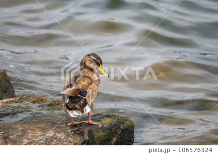 琵琶湖のマルガモ 106576324