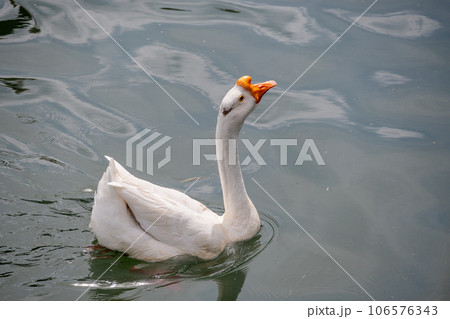 琵琶湖大津港のガチョウ 106576343
