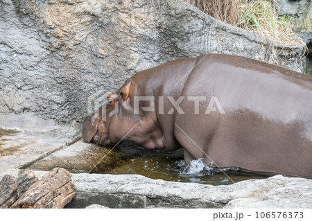 カバ　天王寺動物園 106576373