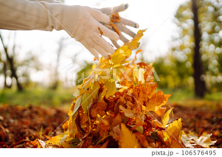 Close Up Of a male hand Raking Autumn Leaves In Garden. Autumn garden works. 106576495