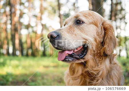 Golden retriever dog at the nature 106576669