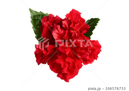 Double deep carmine, Hibiscus rosa-sinensis evergreen hibiscus Mrs George Davis isolated on white. 106576733