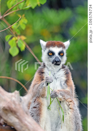 ワオキツネザル ワオキツネザル 106576734