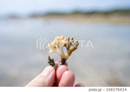 珊瑚の欠片 珊瑚の欠片 106576814