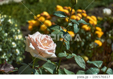 Peach-yellow hybrid tea rose on an indistinct floral background after rain 106576817