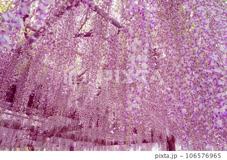 美しい藤の花 美しい藤の花 106576965
