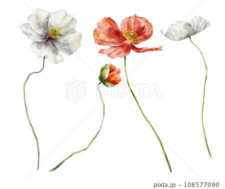 Watercolor meadow flowers set of red and white poppies. Hand painted floral illustration isolated on white background. For design, print, fabric or background. 106577090